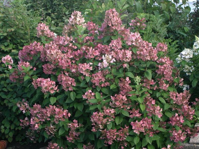 Hortenzie latnatá 'Pink Queen' - Hydrangea paniculata 'Pink Queen'