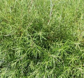 Vrba rozmarýnolistá - Salix rosmarinifolia
