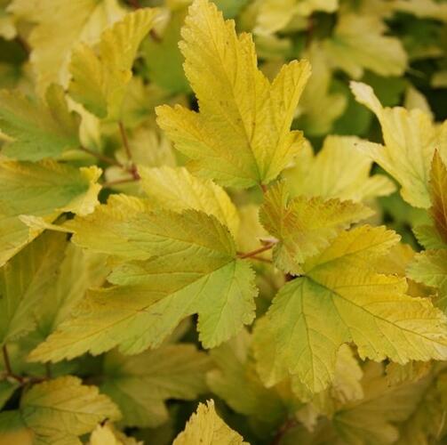 Tavola kalinolistá 'Anny's Gold' - Physocarpus opulifolius 'Anny's Gold'