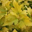 Tavola kalinolistá 'Anny's Gold' - Physocarpus opulifolius 'Anny's Gold'