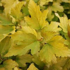 Tavola kalinolistá 'Anny's Gold' - Physocarpus opulifolius 'Anny's Gold'