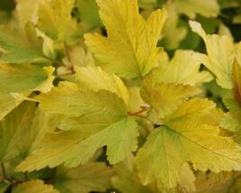 Tavola kalinolistá 'Anny's Gold'