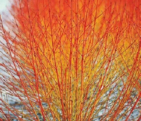 Svída krvavá 'Winter Flame' - Cornus sanguinea 'Winter Flame'