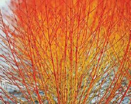 Svída krvavá 'Winter Flame'