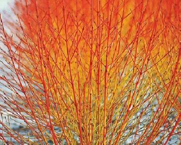 Svída krvavá 'Winter Flame'