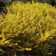 Zlatice prostřední, zlatý déšť 'Courtasol' - Forsythia intermedia 'Courtasol'