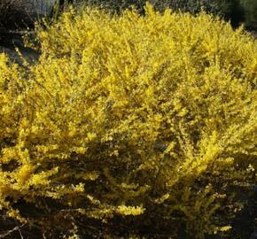 Zlatice prostřední, zlatý déšť 'Courtasol' - Forsythia intermedia 'Courtasol'