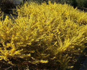 Zlatice prostřední, zlatý déšť 'Courtasol'