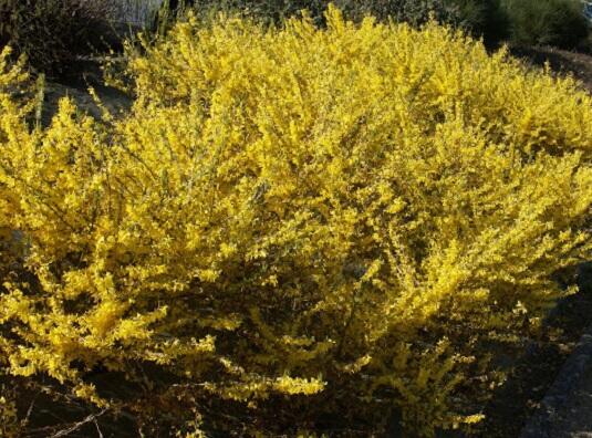 Zlatice prostřední, zlatý déšť 'Courtasol' - Forsythia intermedia 'Courtasol'