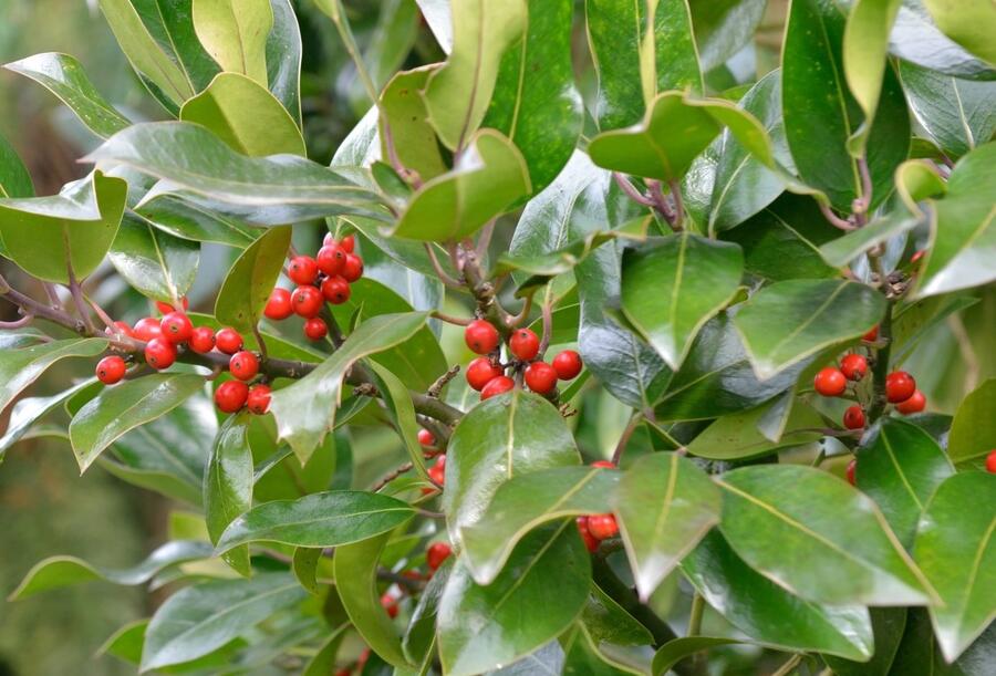 Cesmína altaklarenská 'Camelliifolia' - Ilex altaclerensis 'Camelliifolia'