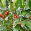 Cesmína altaklarenská 'Camelliifolia' - Ilex altaclerensis 'Camelliifolia'