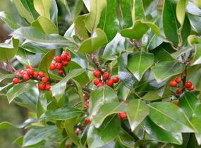 Cesmína altaklarenská 'Camelliifolia' - Ilex altaclerensis 'Camelliifolia'