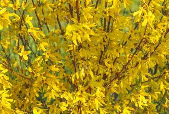 Zlatice prostřední, zlatý déšť 'Paulina' - Forsythia intermedia 'Paulina'