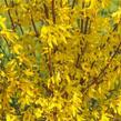 Zlatice prostřední, zlatý déšť 'Paulina' - Forsythia intermedia 'Paulina'