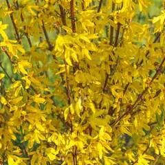 Zlatice prostřední, zlatý déšť 'Paulina' - Forsythia intermedia 'Paulina'
