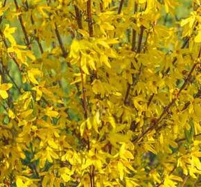 Zlatice prostřední, zlatý déšť 'Paulina' - Forsythia intermedia 'Paulina'
