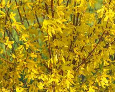 Zlatice prostřední, zlatý déšť 'Paulina'