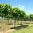Katalpa trubačovitá 'Nana' - Catalpa bignonioides 'Nana'