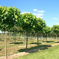 Katalpa trubačovitá 'Nana' - Catalpa bignonioides 'Nana'