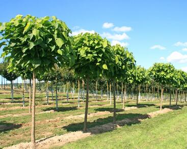 Katalpa trubačovitá 'Nana'