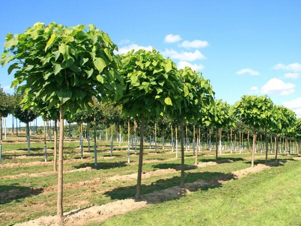 Katalpa trubačovitá 'Nana' - Catalpa bignonioides 'Nana'
