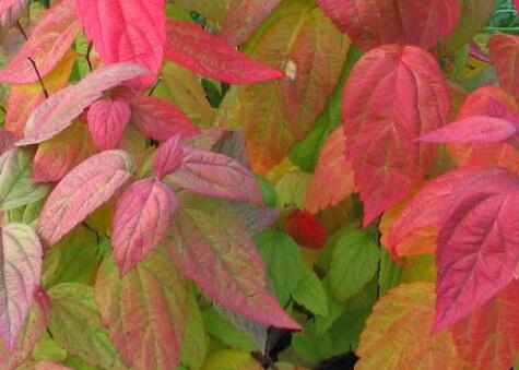 Tavolník japonský 'Macrophylla' - Spiraea japonica 'Macrophylla'