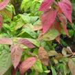 Tavolník japonský 'Macrophylla' - Spiraea japonica 'Macrophylla'