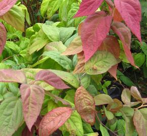 Tavolník japonský 'Macrophylla' - Spiraea japonica 'Macrophylla'