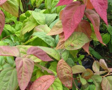 Tavolník japonský 'Macrophylla'