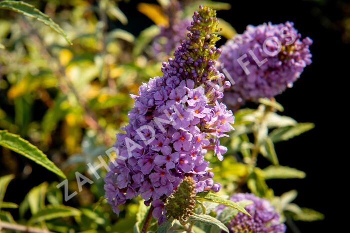 Motýlí keř, Komule Davidova 'Summer Bird Compact Purple' - Buddleja davidii 'Summer Bird Compact Purple'