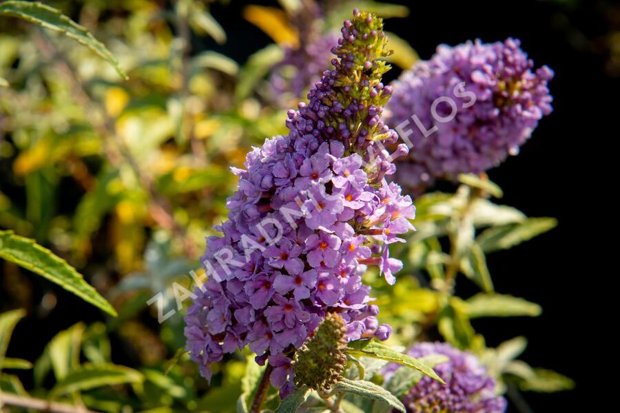 Motýlí keř, Komule Davidova 'Summer Bird Compact Purple' - Buddleja davidii 'Summer Bird Compact Purple'