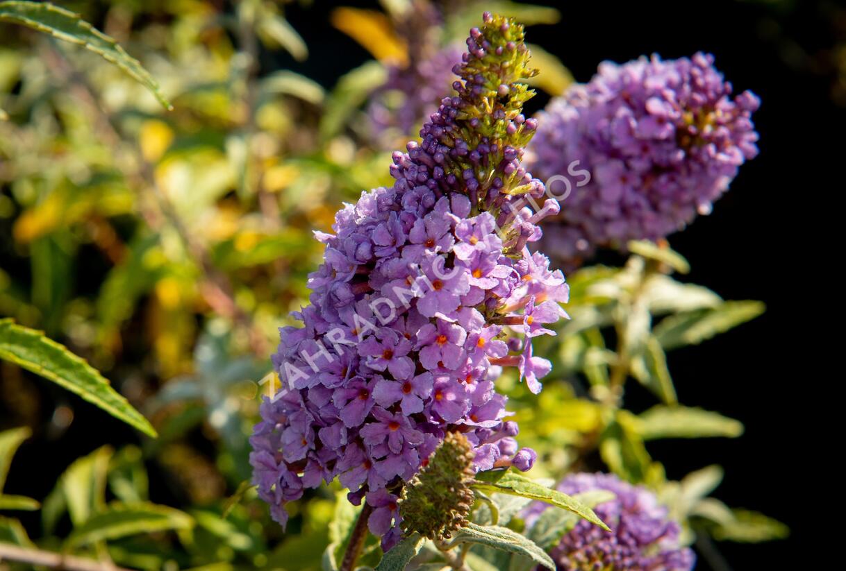 Motýlí keř, Komule Davidova 'Summer Bird Compact Purple' - Buddleja davidii 'Summer Bird Compact Purple'