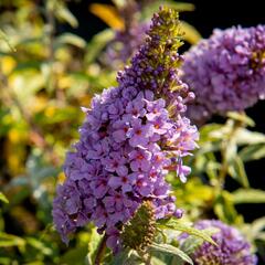 Motýlí keř, Komule Davidova 'Summer Bird Compact Purple' - Buddleja davidii 'Summer Bird Compact Purple'