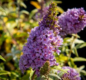 Motýlí keř, Komule Davidova 'Summer Bird Compact Purple' - Buddleja davidii 'Summer Bird Compact Purple'