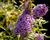 Motýlí keř, Komule Davidova 'Summer Bird Compact Purple'