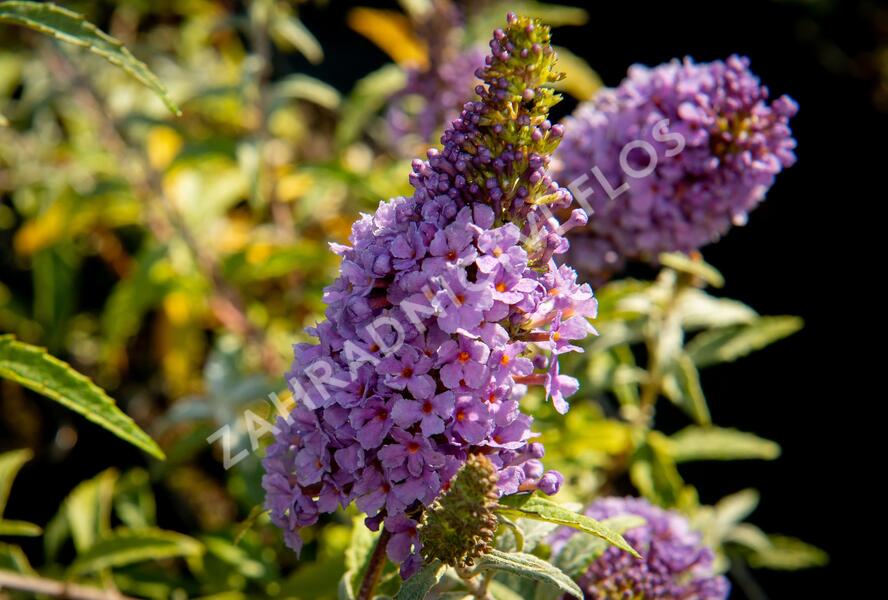 Motýlí keř, Komule Davidova 'Summer Bird Compact Purple' - Buddleja davidii 'Summer Bird Compact Purple'