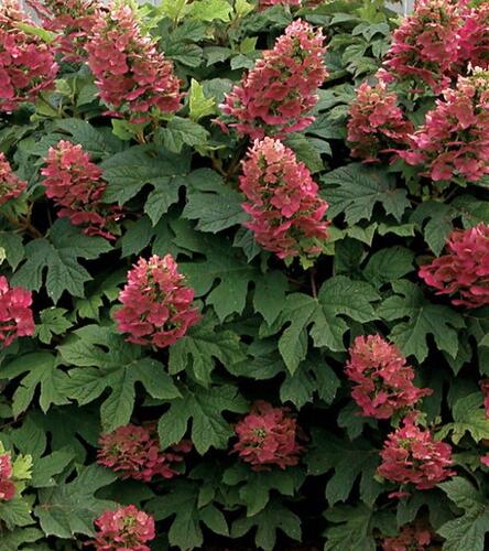 Hortenzie dubolistá 'Amethyst' - Hydrangea quercifolia 'Amethyst'
