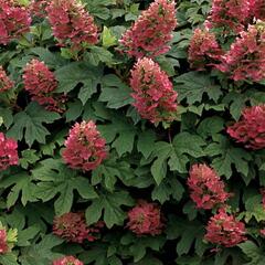 Hortenzie dubolistá 'Amethyst' - Hydrangea quercifolia 'Amethyst'