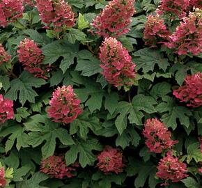 Hortenzie dubolistá 'Amethyst' - Hydrangea quercifolia 'Amethyst'