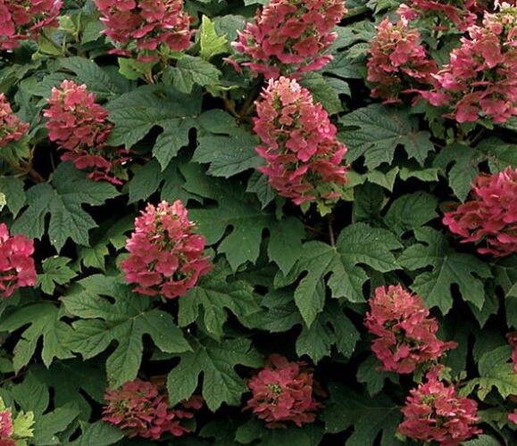 Hortenzie dubolistá 'Amethyst' - Hydrangea quercifolia 'Amethyst'