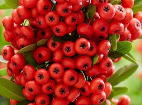 Hlohyně šarlatová 'Red Cushion' - Pyracantha coccinea 'Red Cushion'