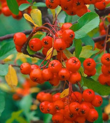 Hlohyně šarlatová 'Red Cushion' - Pyracantha coccinea 'Red Cushion'