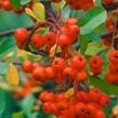 Hlohyně šarlatová 'Red Cushion' - Pyracantha coccinea 'Red Cushion'