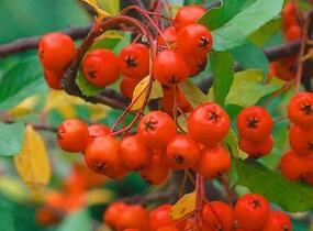 Hlohyně šarlatová 'Red Cushion' - Pyracantha coccinea 'Red Cushion'
