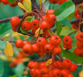 Hlohyně šarlatová 'Red Cushion' - Pyracantha coccinea 'Red Cushion'