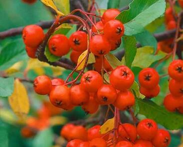 Hlohyně šarlatová 'Red Cushion'