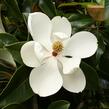 Šácholan velkokvětý - Magnolia grandiflora