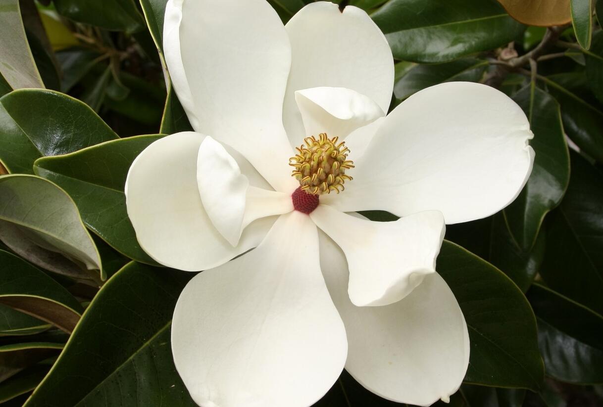 Šácholan velkokvětý - Magnolia grandiflora
