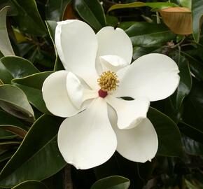 Šácholan velkokvětý - Magnolia grandiflora