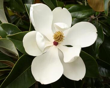 Šácholan velkokvětý